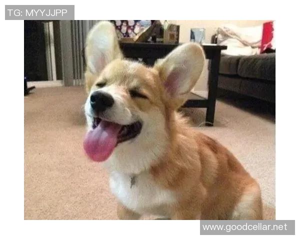 大黄狗足球明星的传奇故事与背后不为人知的训练秘诀